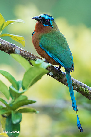 TTTM00002 - Blue-crowned_Trinidad Motmot