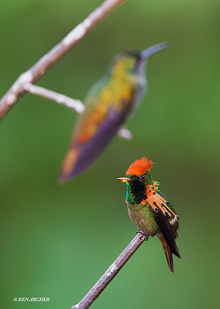TTTC00145 - Tufted Coquette