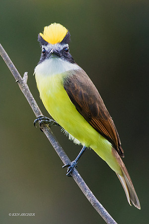 TTGK00017 - Greater Kiskadee