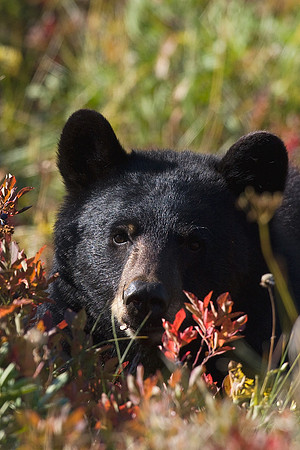 BKBR01082-Black-Bear