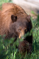 BKBR00831 Black Bear Boar