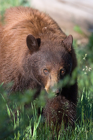 BKBR00831 Black Bear Boar