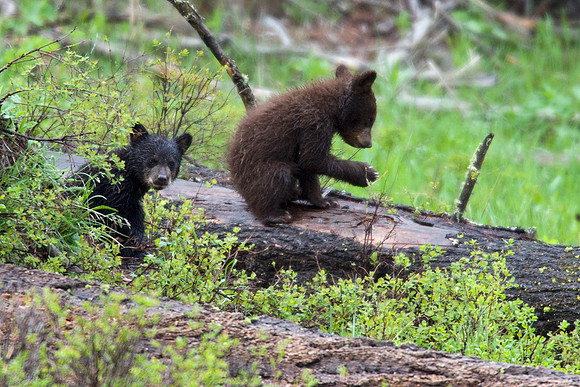 BBCB00276-Black-Bear-Cub