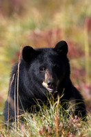 Black Bear - BKBR01070