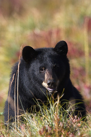 Black Bear - BKBR01070