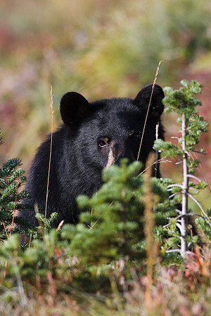 BKBR01059-Black-Bear