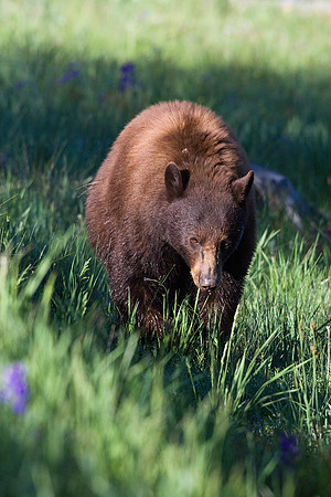 BKBR00819-Black-Bear