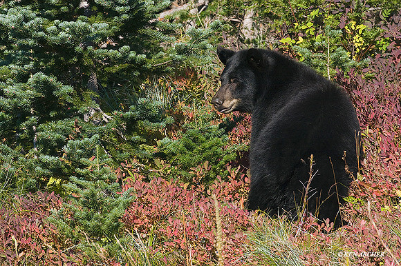BKBR00974 - Black Bear