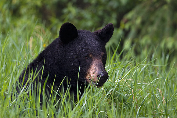 Black Bear - BKBR00024