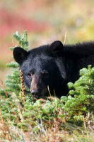 BKBR01073 Black Bear