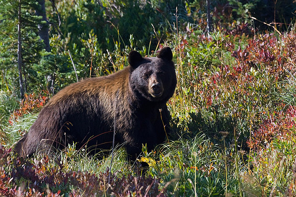 BKBR01089-Black-Bear