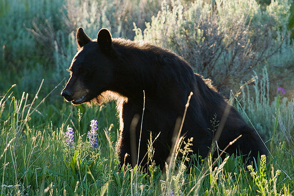 BKBR00356-Black-Bear