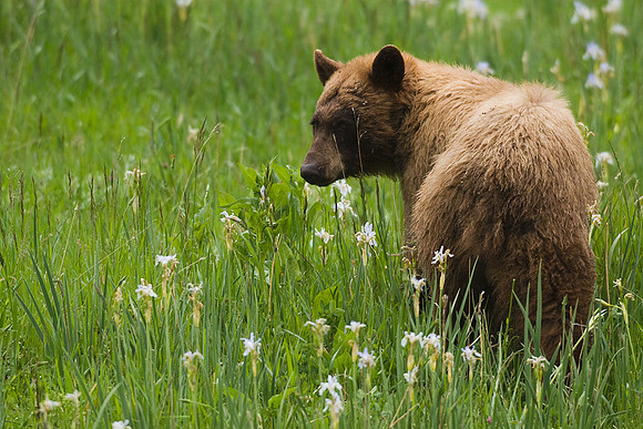 BKBR00173-Black-Bear