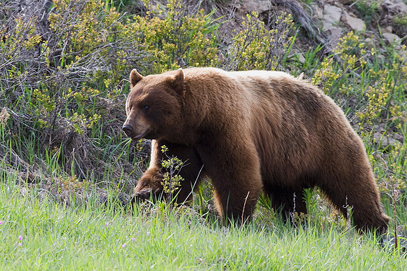 Black Bear - BKBR00429