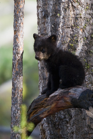 BBCB00138-Black-Bear-Cub