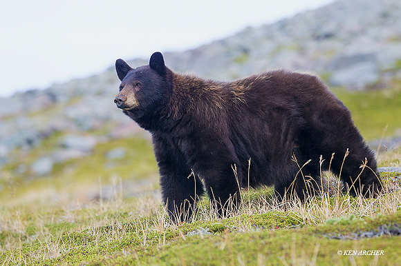 BKBR01388 - Black Bear
