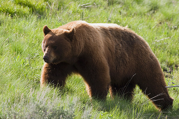 BKBR00424-Black-Bear