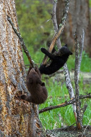Black Bear Cubs - BBCB00302