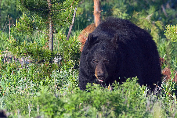 BKBR00635 Black Bear