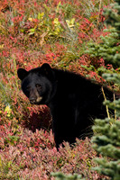 BKBR00967-Black-Bear