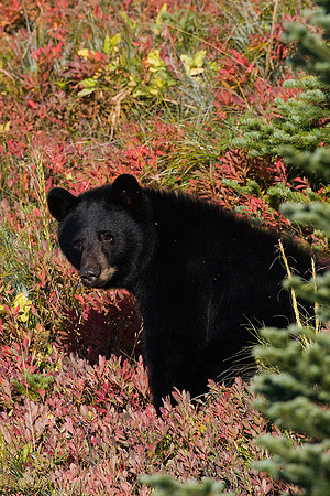 BKBR00967-Black-Bear