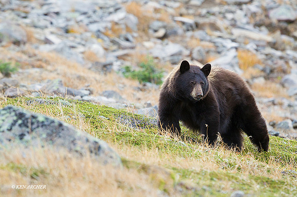 BKBR01281 - Black Bear