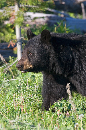 BKBR00643 Black Bear