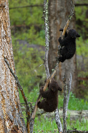 BBCB00314-Black-Bear-Cub