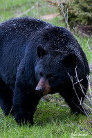 Black Bear - BKBR01182