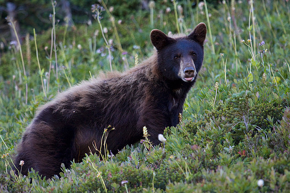 Black Bear - BKBR00846