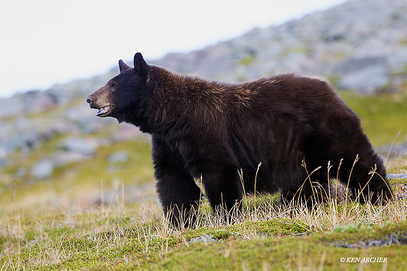 BKBR01395 - Black Bear