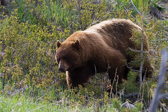 BKBR00428-Black-Bear