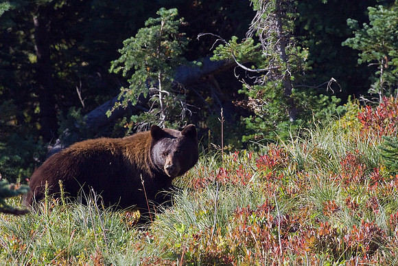 BKBR01026-Black-Bear