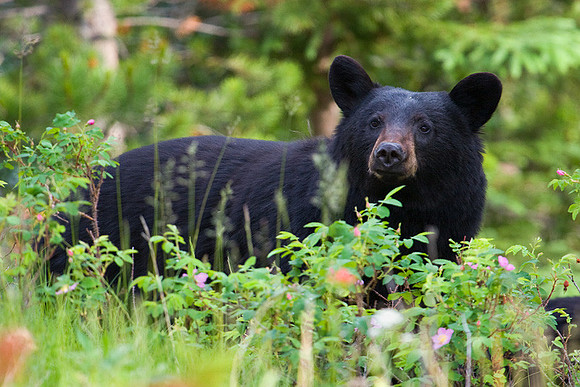 BKBR00040 Black Bear