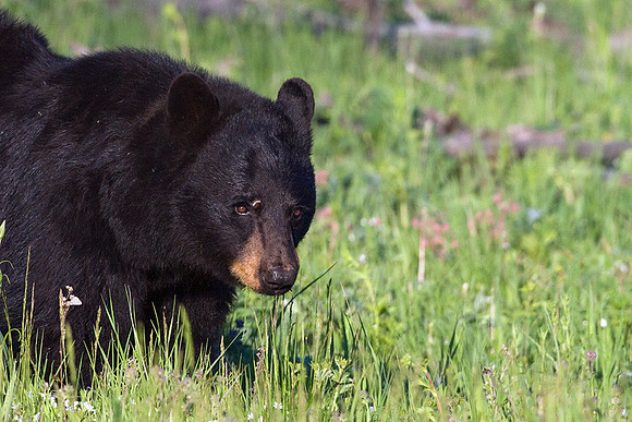 BKBR00840 Black Bear Boar