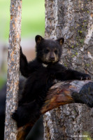 Black Bear Cub - BBCB00164