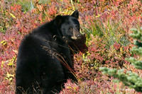 BKBR00952 - Black Bear