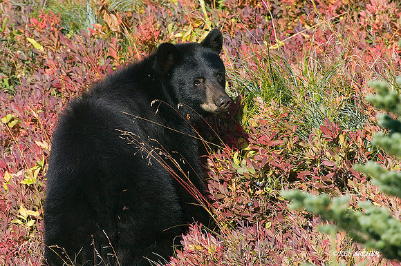 BKBR00952 - Black Bear