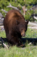 Black Bear - BKBR00808