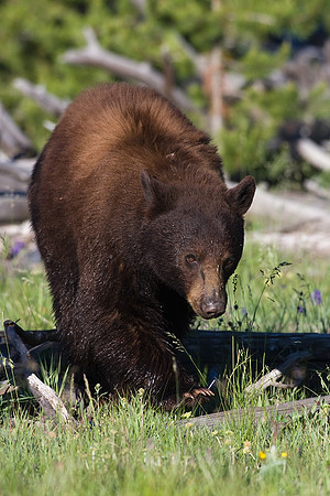 Black Bear - BKBR00808