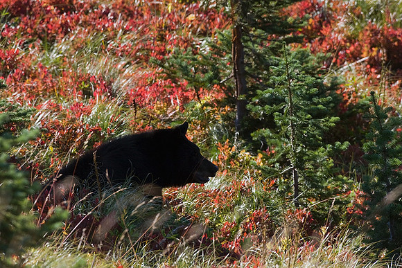 BKBR01012-Black-Bear