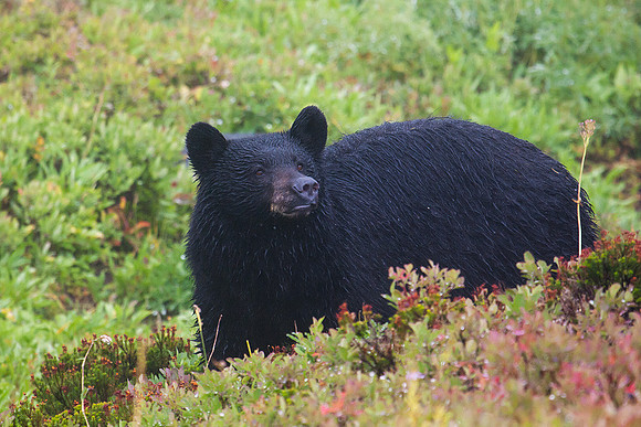 Black Bear - BKBR01161