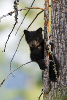 Black Bear Cub - BBCB00157