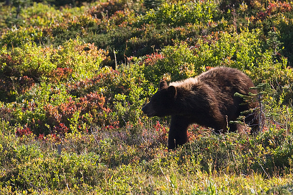 BKBR01097-Black-Bear