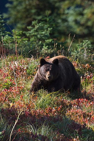 BKBR00992-Black-Bear