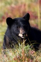 BKBR01066-Black-Bear