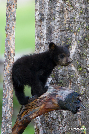 Black Bear Cub - BBDB00172
