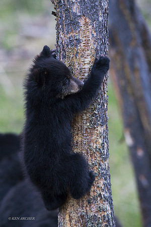 BBCB00427 - Black Bear