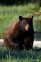Black Bear - BKBR00791