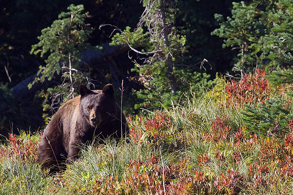 BKBR01028-Black-Bear